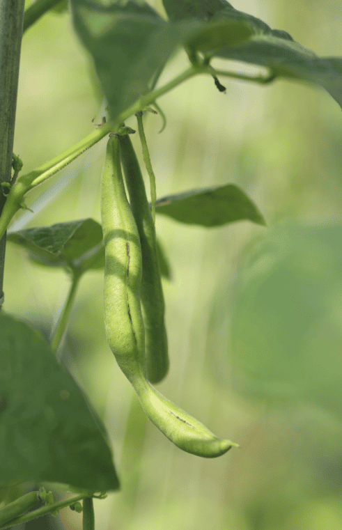 Agriculture of the future