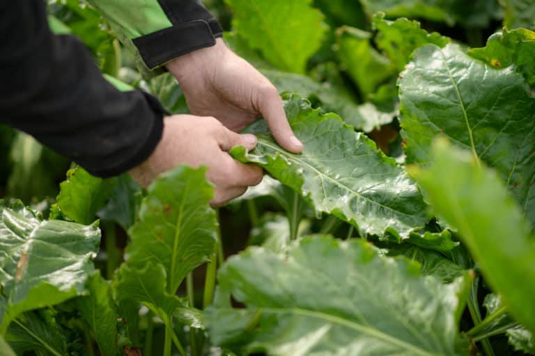 Protein from sugar beet leaf