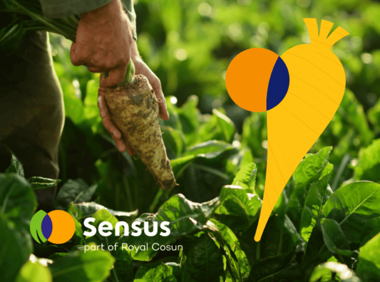 New look & feel Sensus underlines the power of chicory root