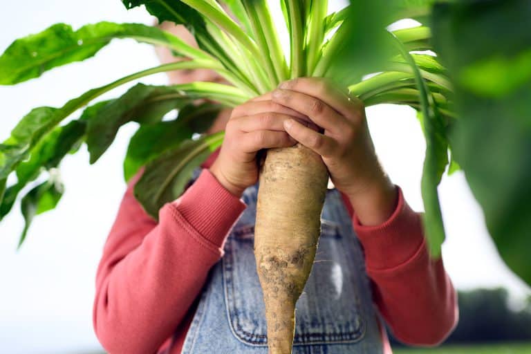 Chicory root fibre: Versatile with prebiotic power
