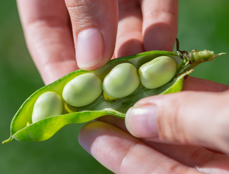 Lithuania grants Royal Cosun a subsidy for the construction of a protein factory